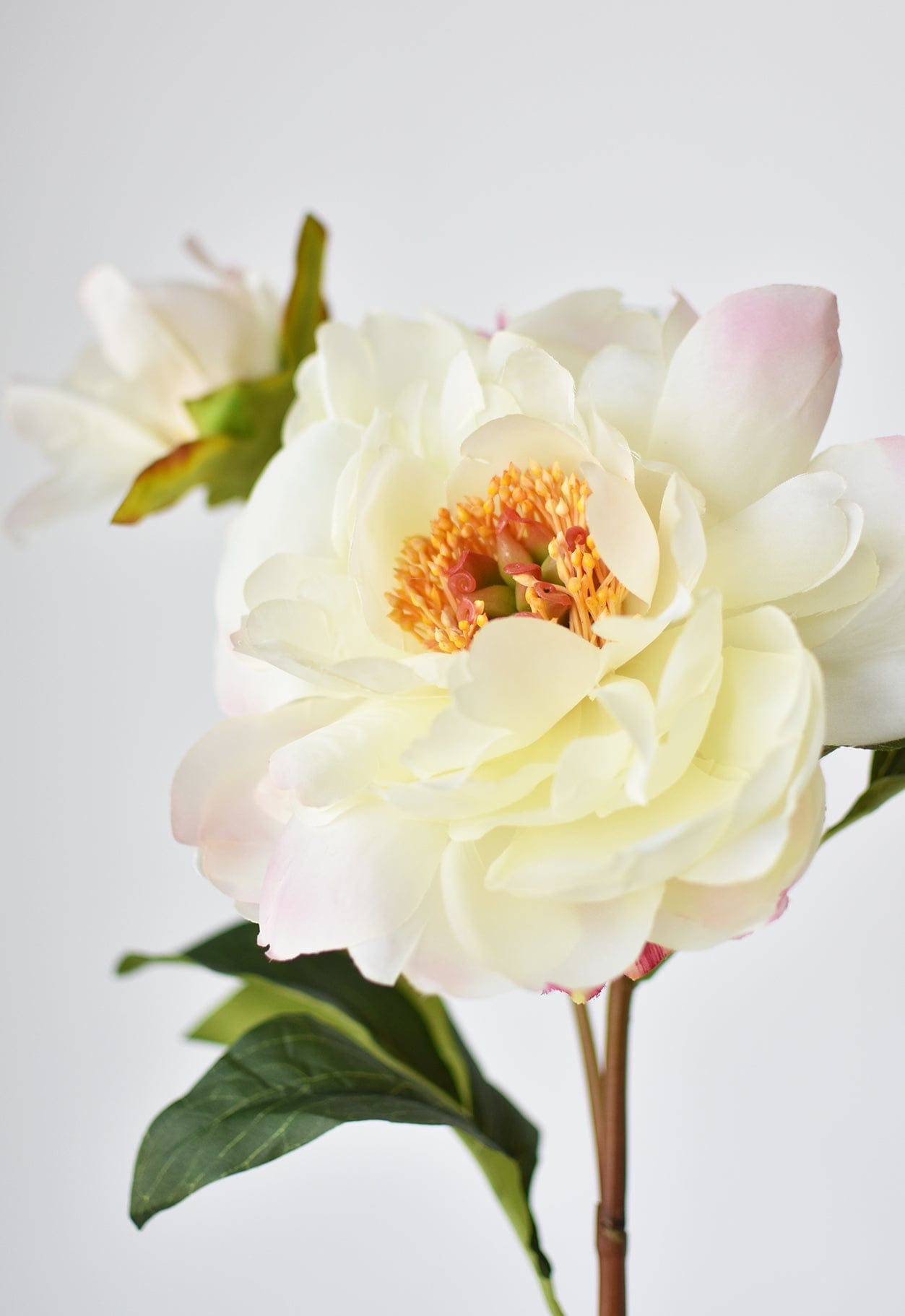 Peony Stem with Bud, 22.5”, Cream