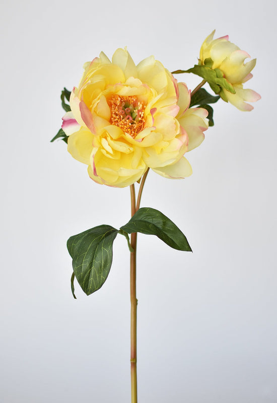 Peony Stem with Bud, 22.5", Yellow