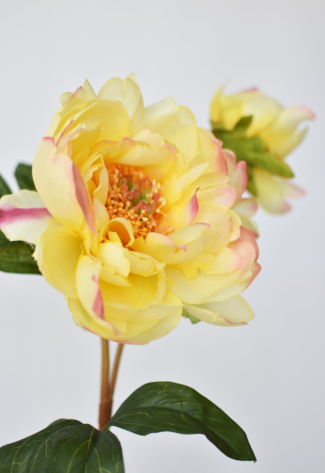 Peony Stem with Bud, 22.5", Yellow