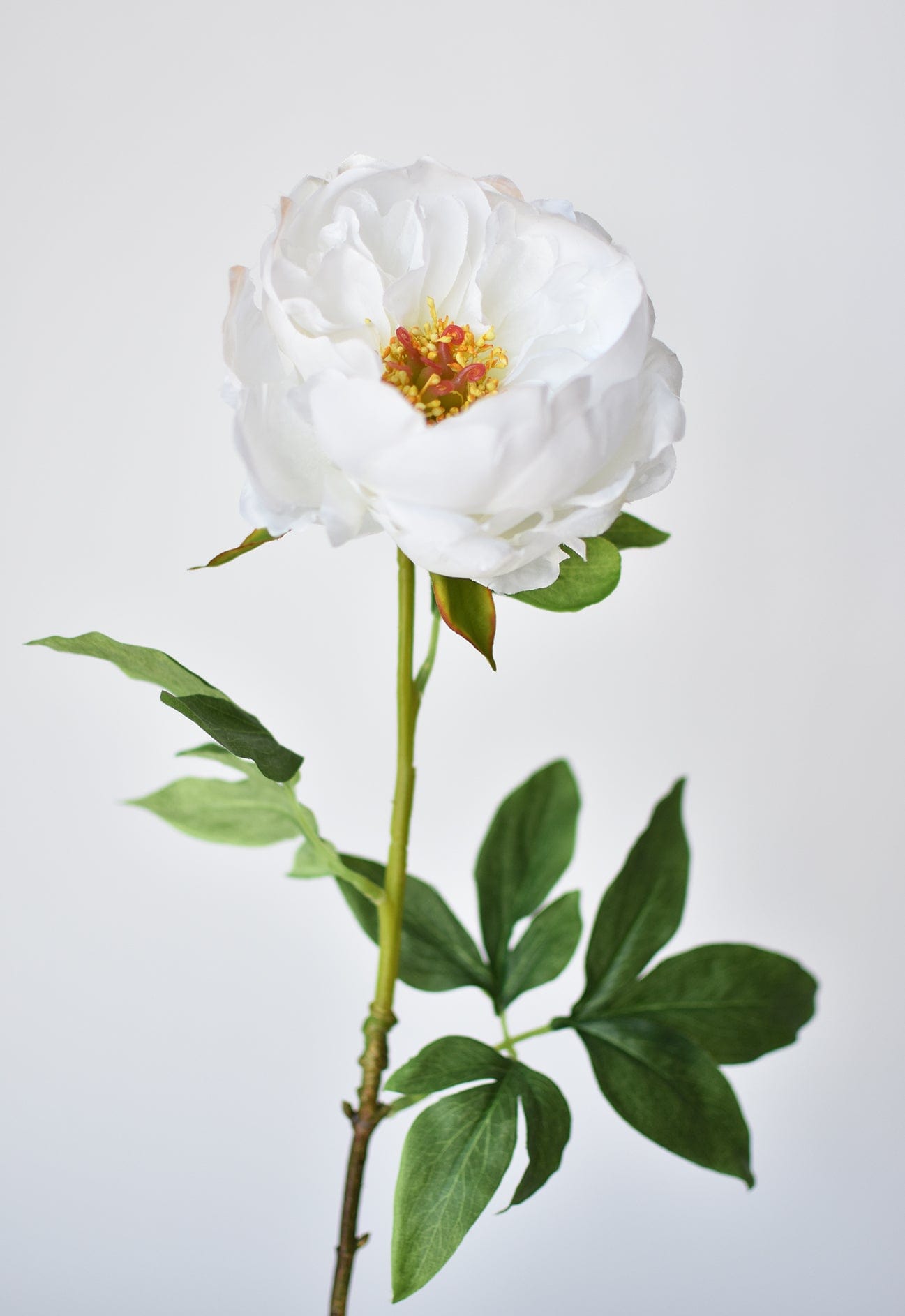 Peony Stem, 22", White