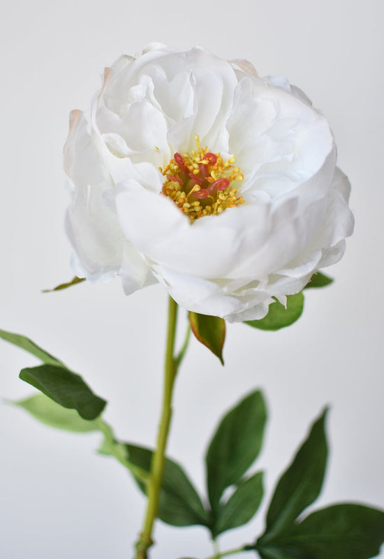 Peony Stem, 22", White