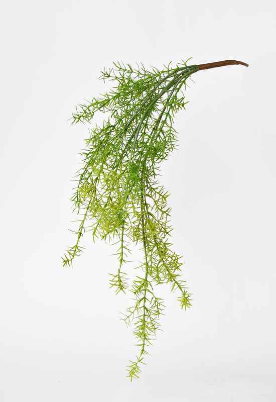 Soft Sprengeri Asparagus Fern Bush, 26"