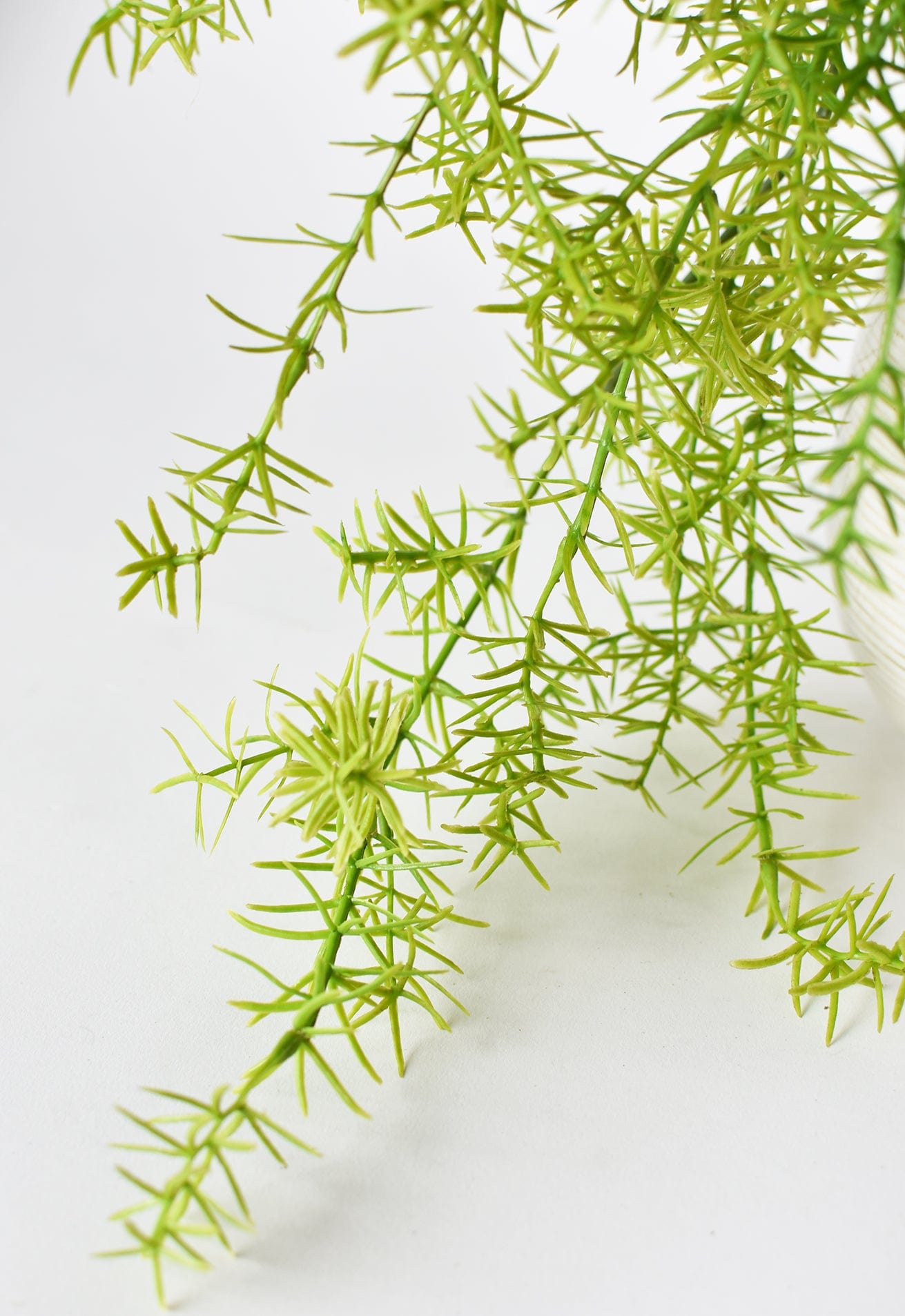 Soft Sprengeri Asparagus Fern Bush, 26"