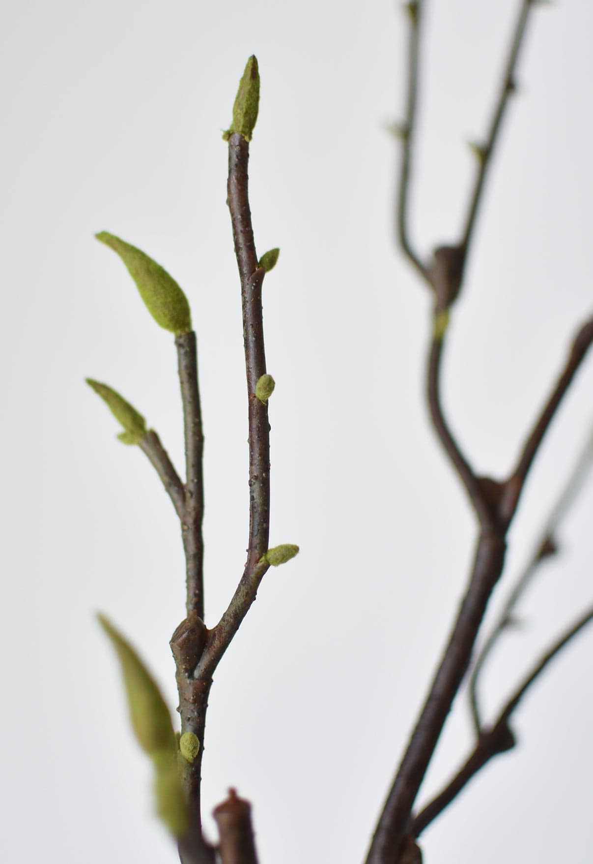 Magnolia Tree Branch, 36", Real Touch