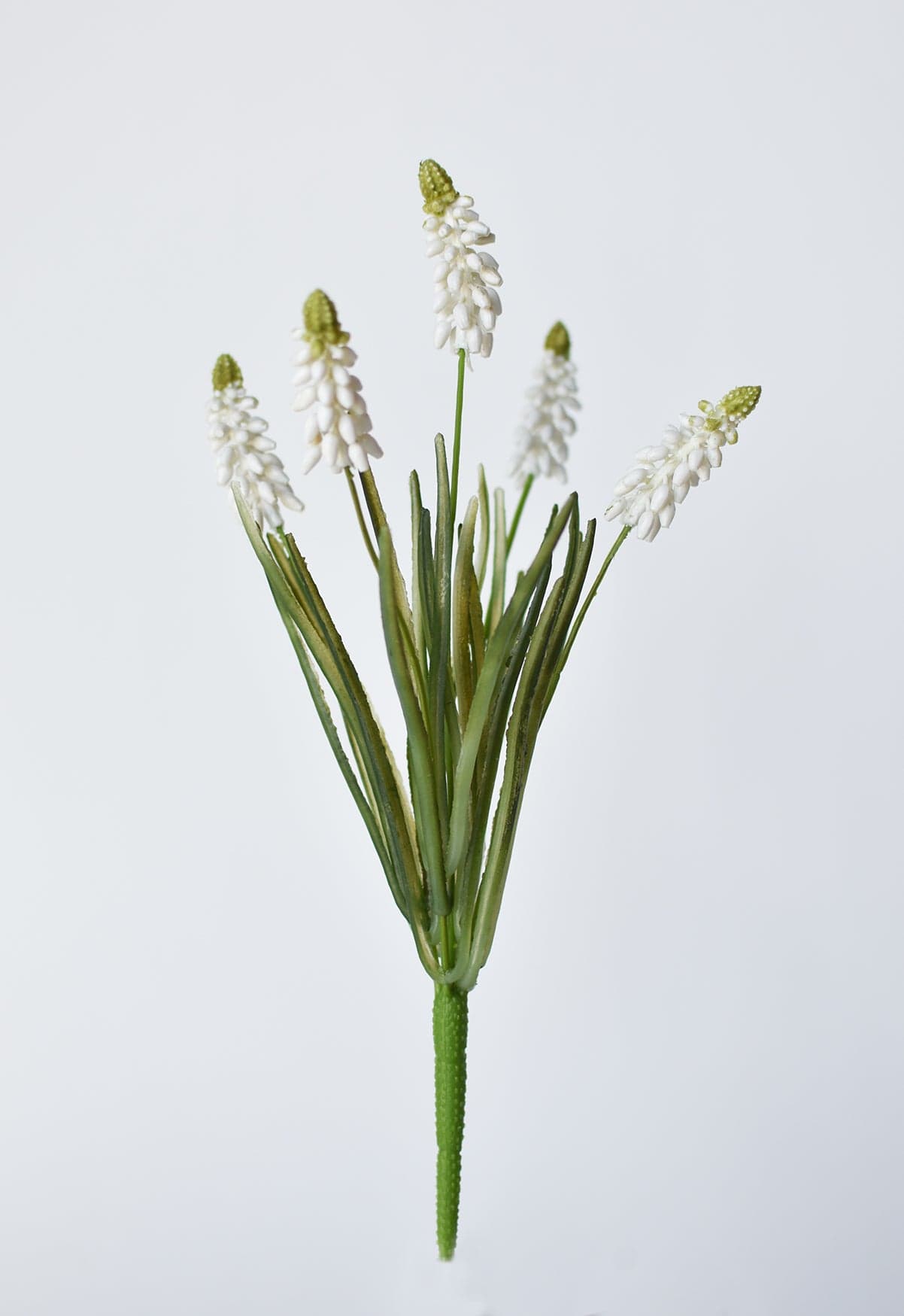 Muscari/Grape Hyacinth Bush, 12.5", White