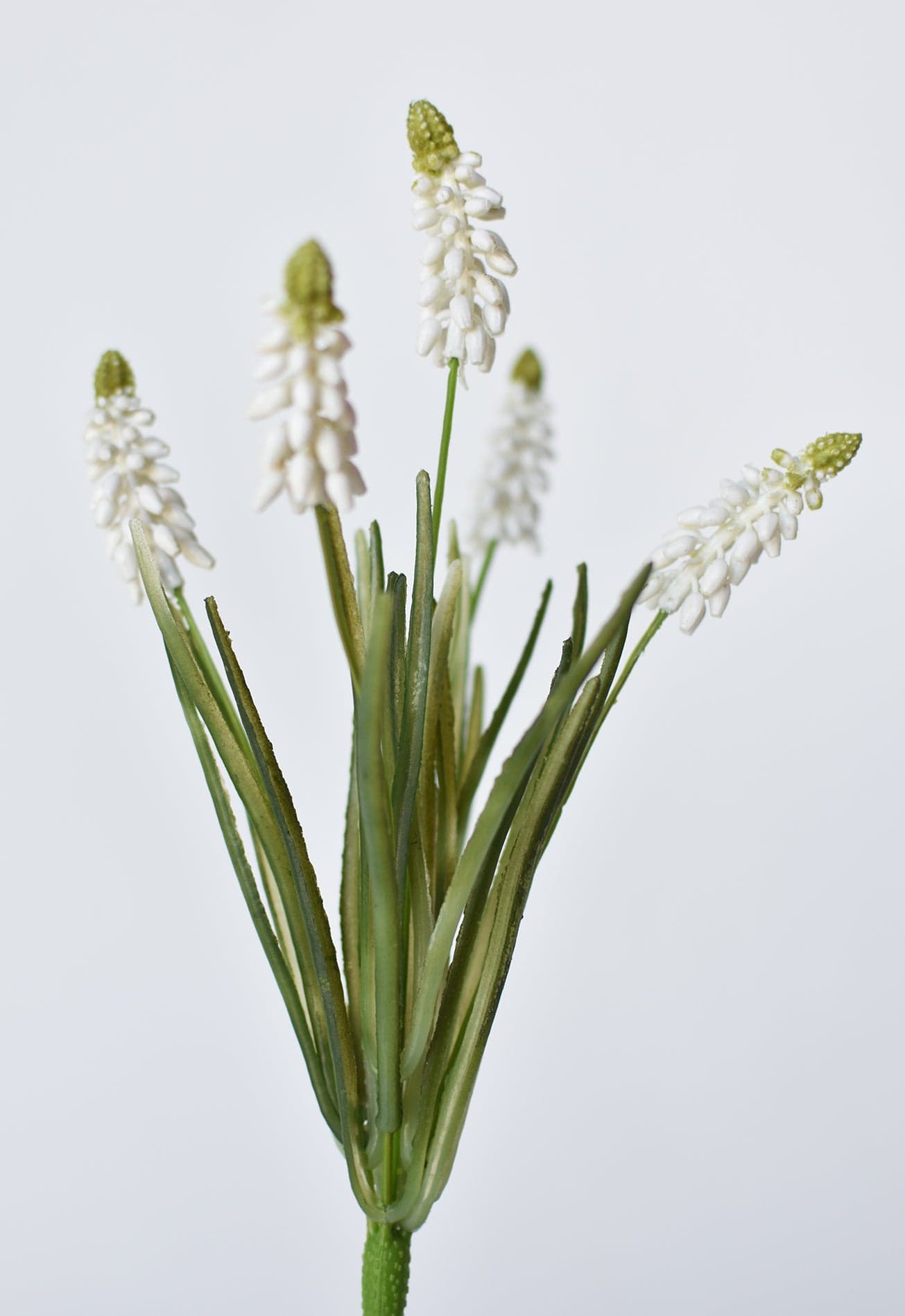 Muscari/Grape Hyacinth Bush, 12.5", White