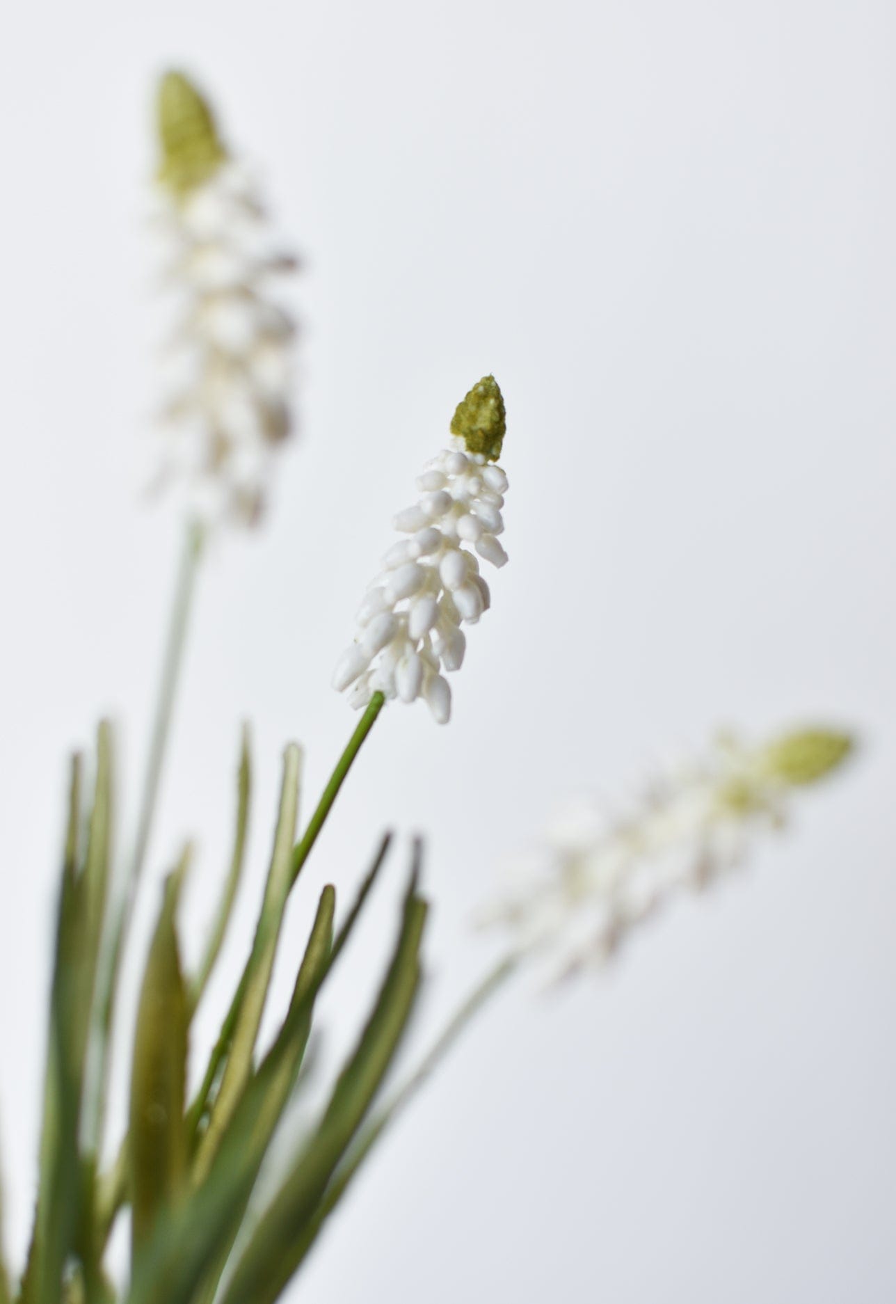 Muscari/Grape Hyacinth Bush, 12.5", White