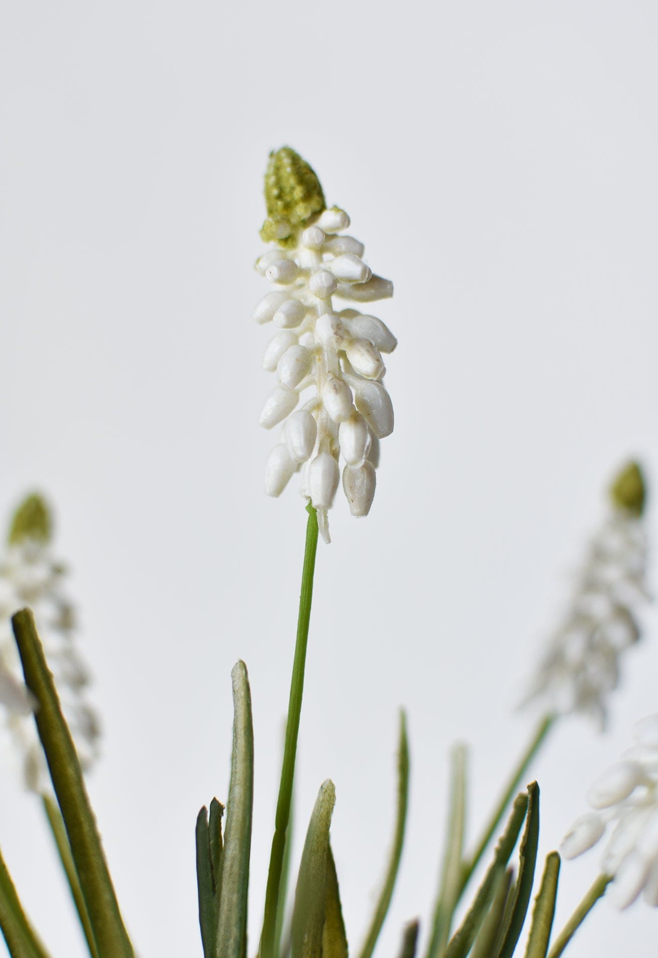 Muscari/Grape Hyacinth Bush, 12.5", White