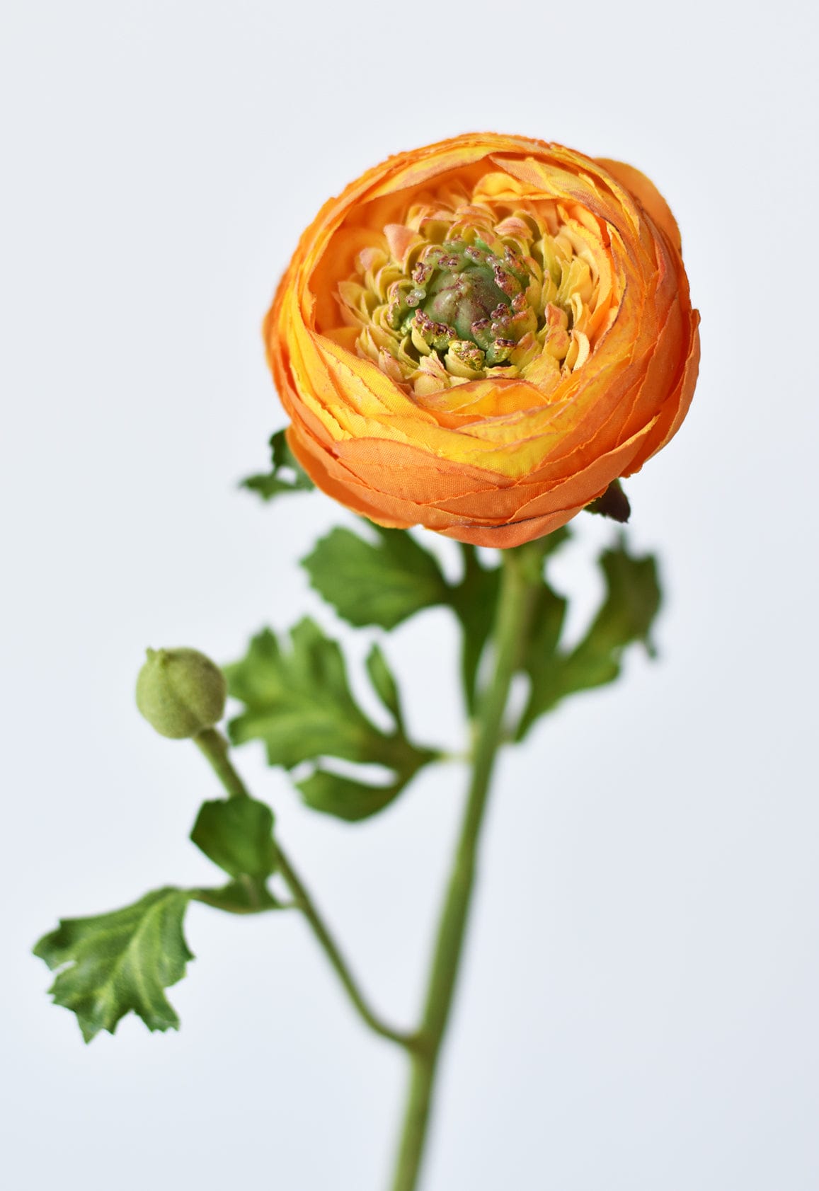 Ranunculus Stem, 13", Orange