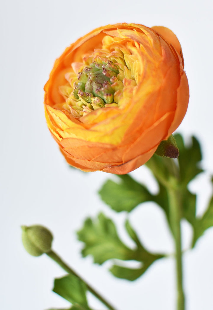 Ranunculus Stem, 13", Orange