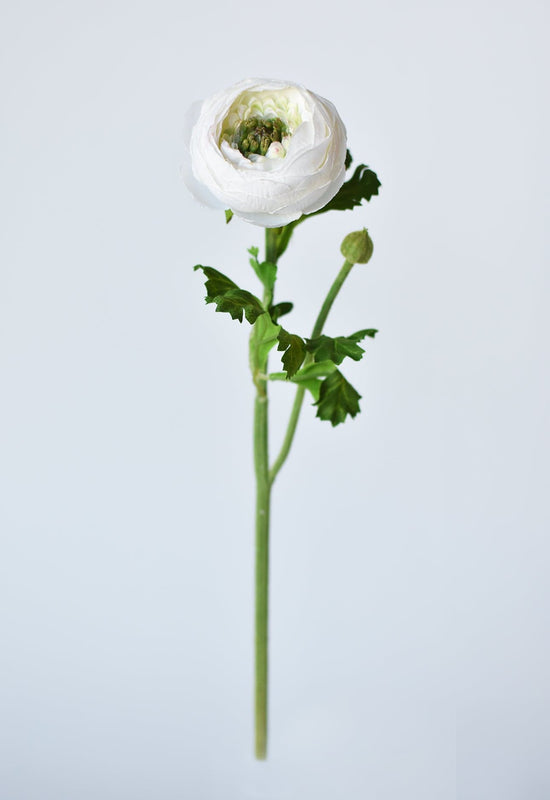 Ranunculus Stem, 13", White