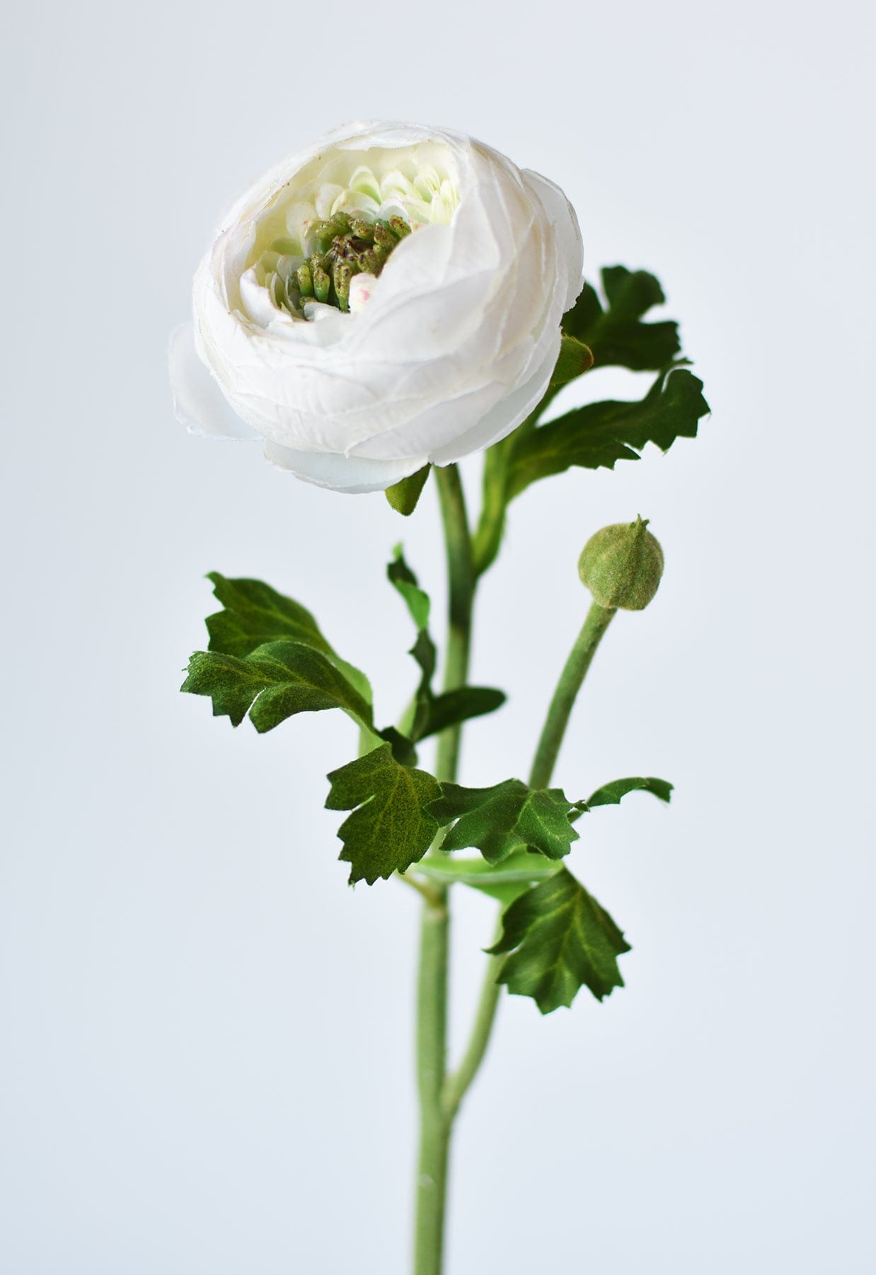 Ranunculus Stem, 13", White