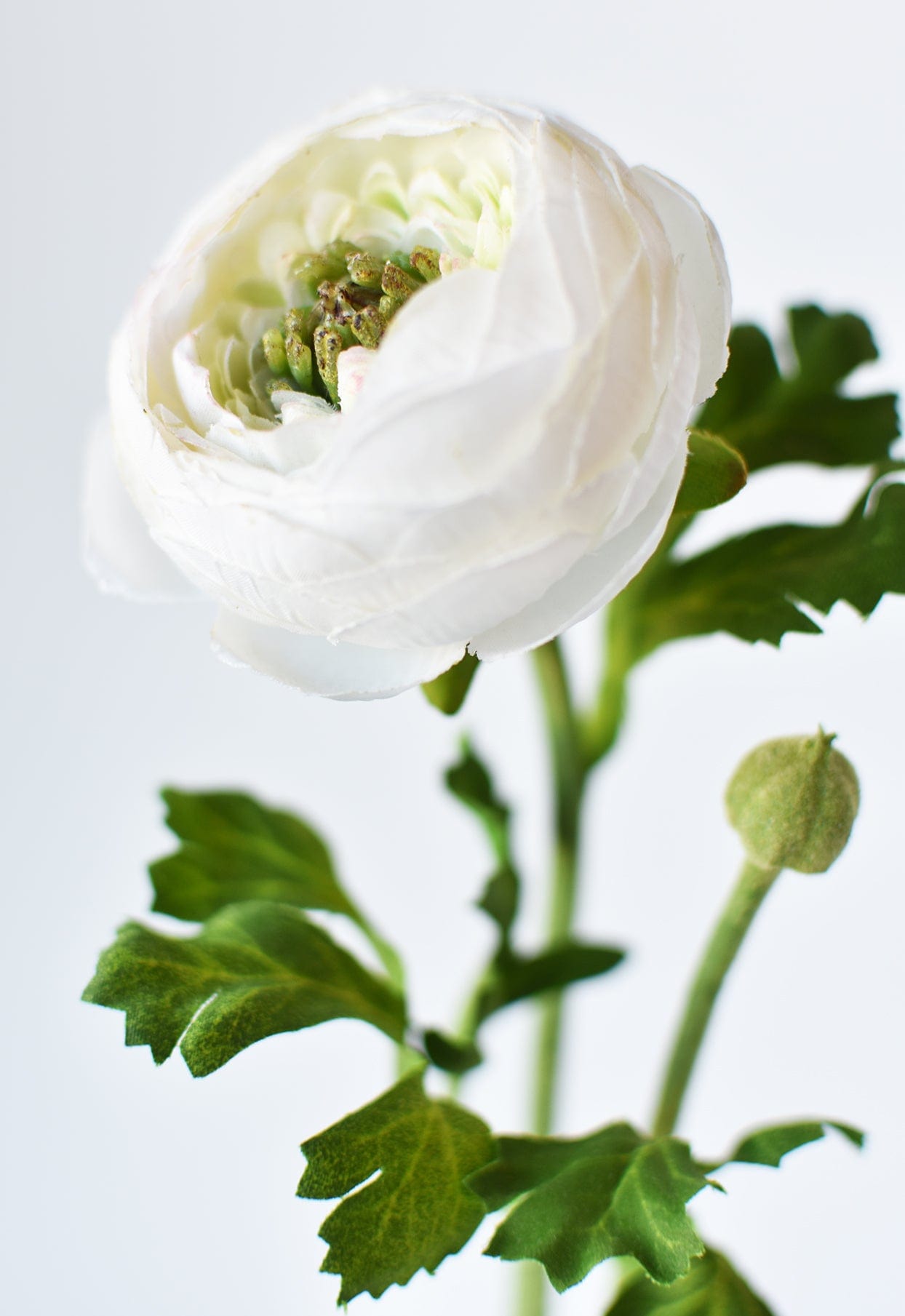 Ranunculus Stem, 13", White