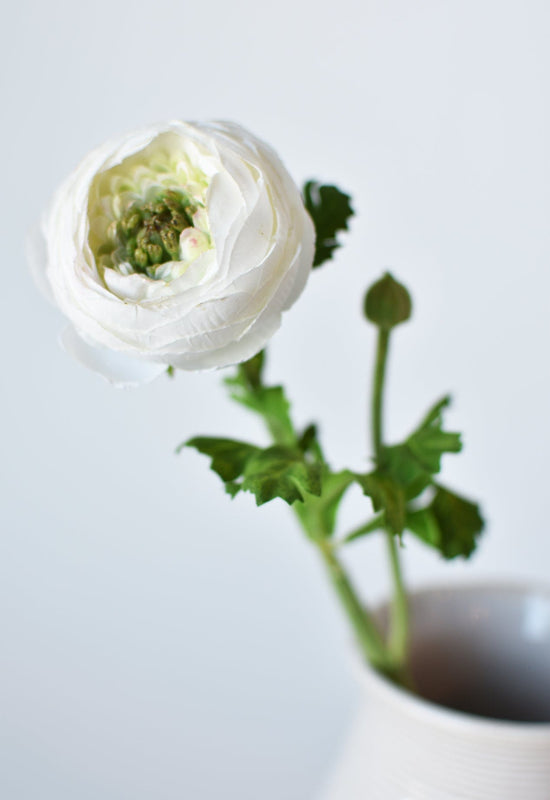 Ranunculus Stem, 13", White