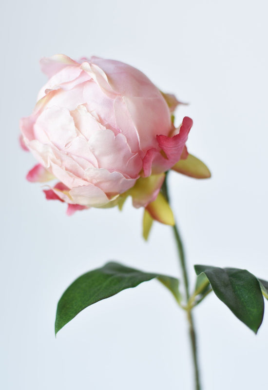 Peony Bud Stem, 18", Light Pink