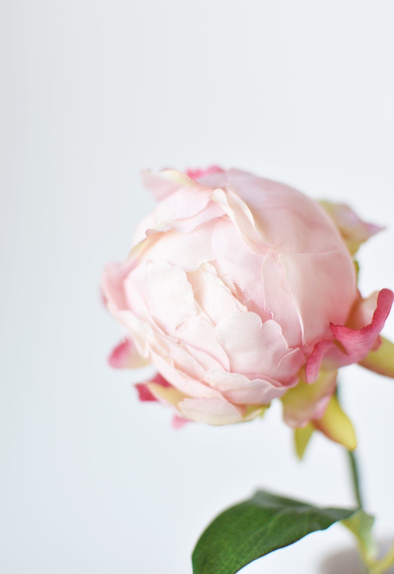 Peony Bud Stem, 18", Light Pink