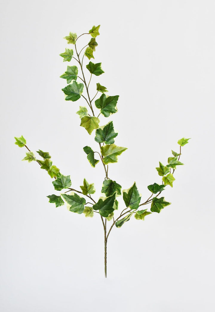 Variegated Ivy Stem, 25", Green