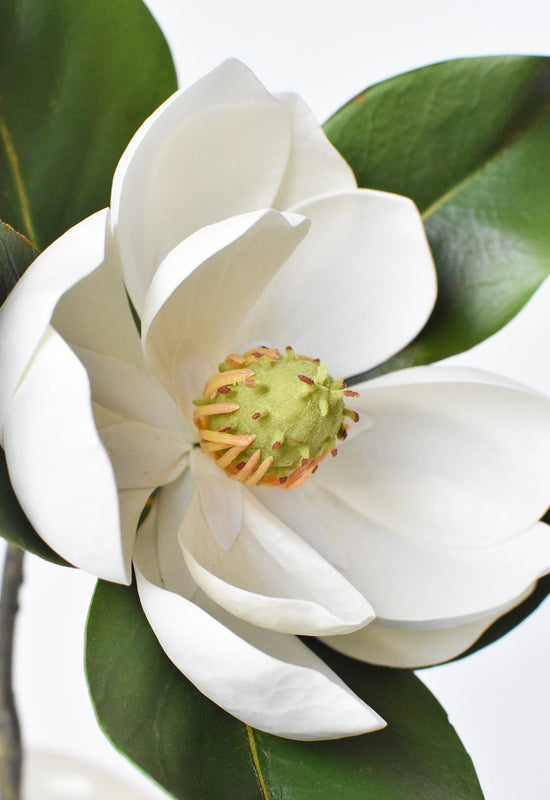 Magnolia Blossom Stem, 24", Real Touch