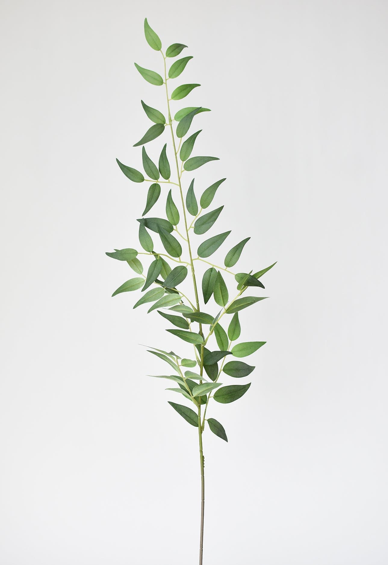 Italian Ruscus Stem, 36"