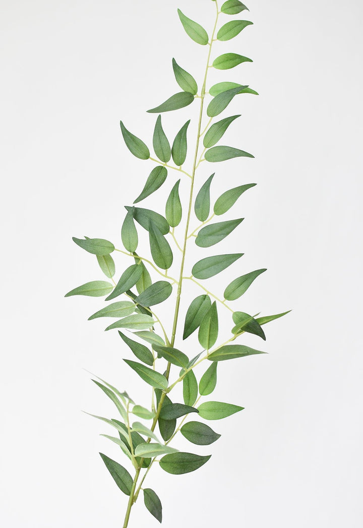 Italian Ruscus Stem, 36"