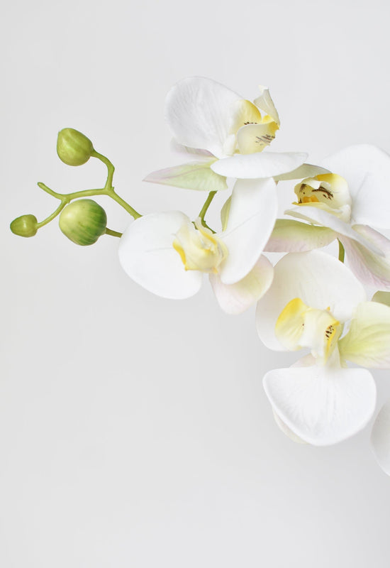 Orchid Stem, 30", White, Real Touch