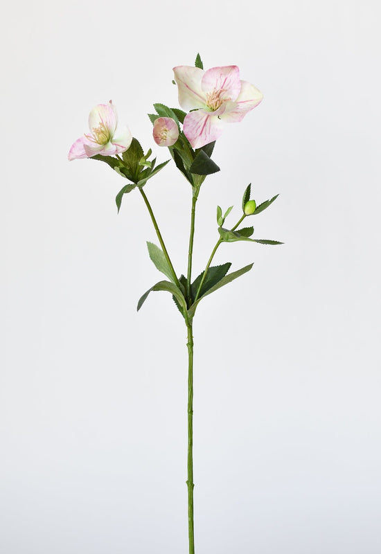 Helleborus Stem, 25", Pink & Green