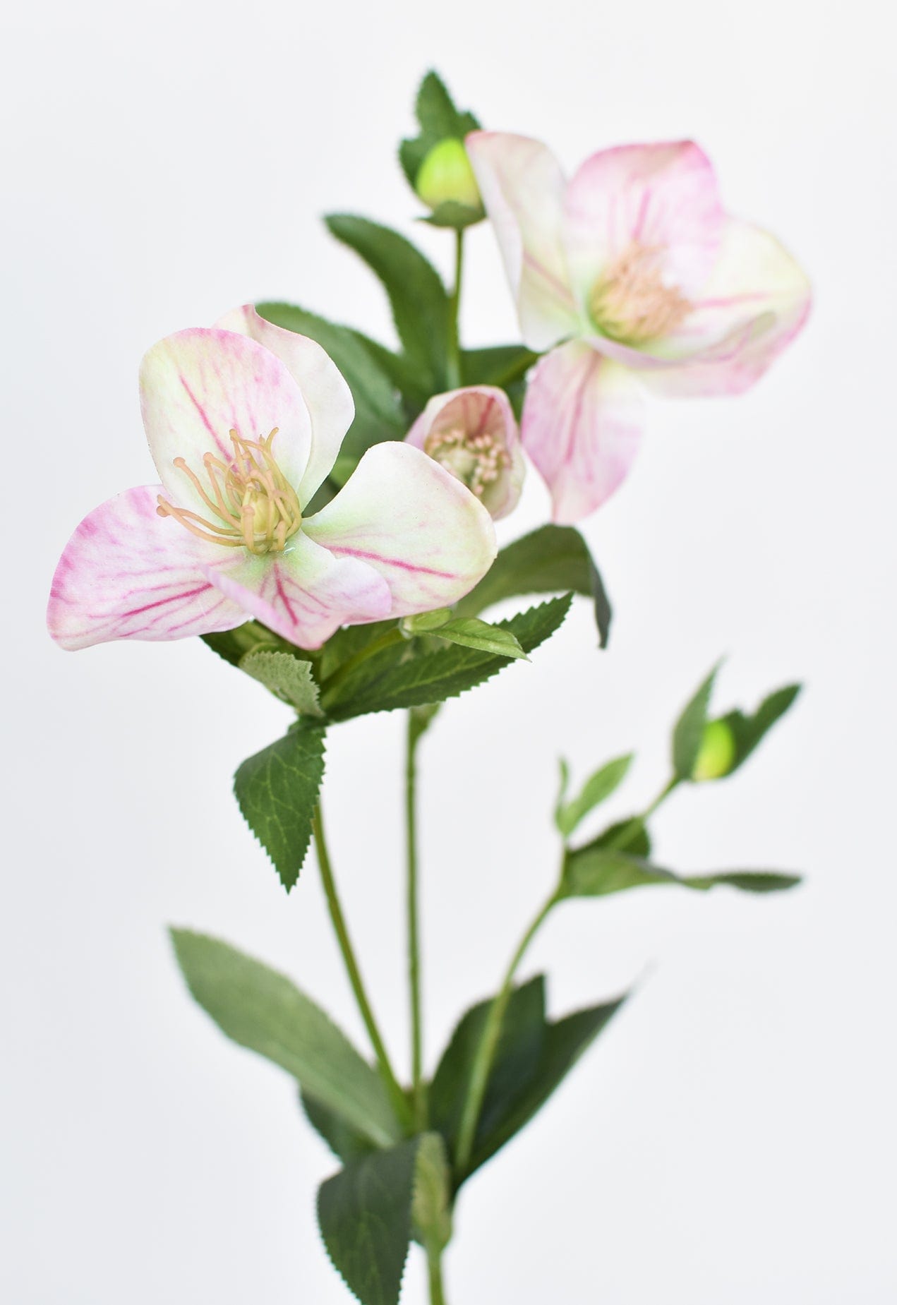 Helleborus Stem, 25", Pink & Green