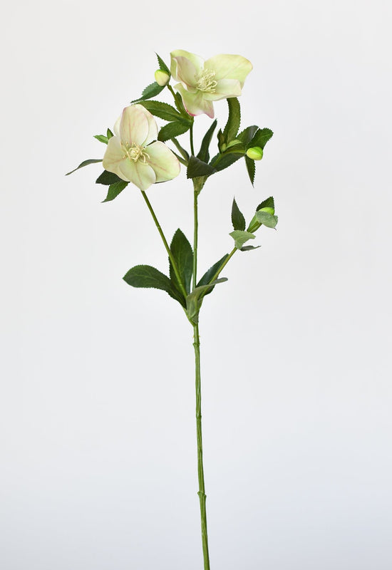 Helleborus Stem, 25", Green