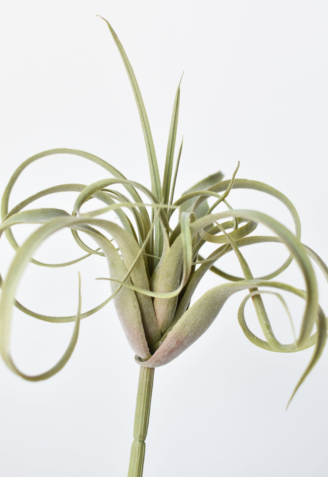 Tillandsia Succulent Pick, 8", Gray Green, Real Touch