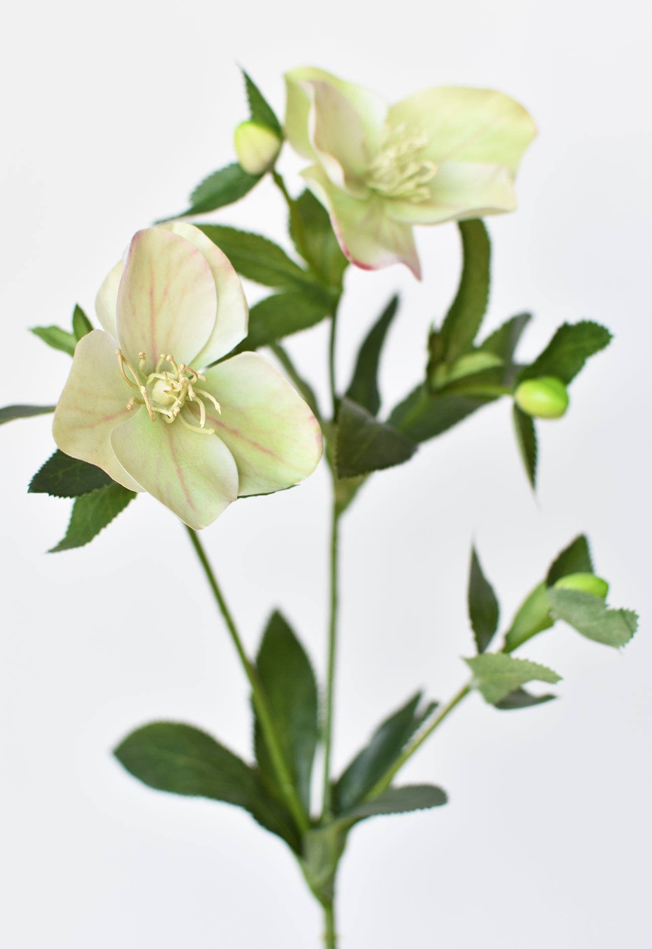 Helleborus Stem, 25", Green