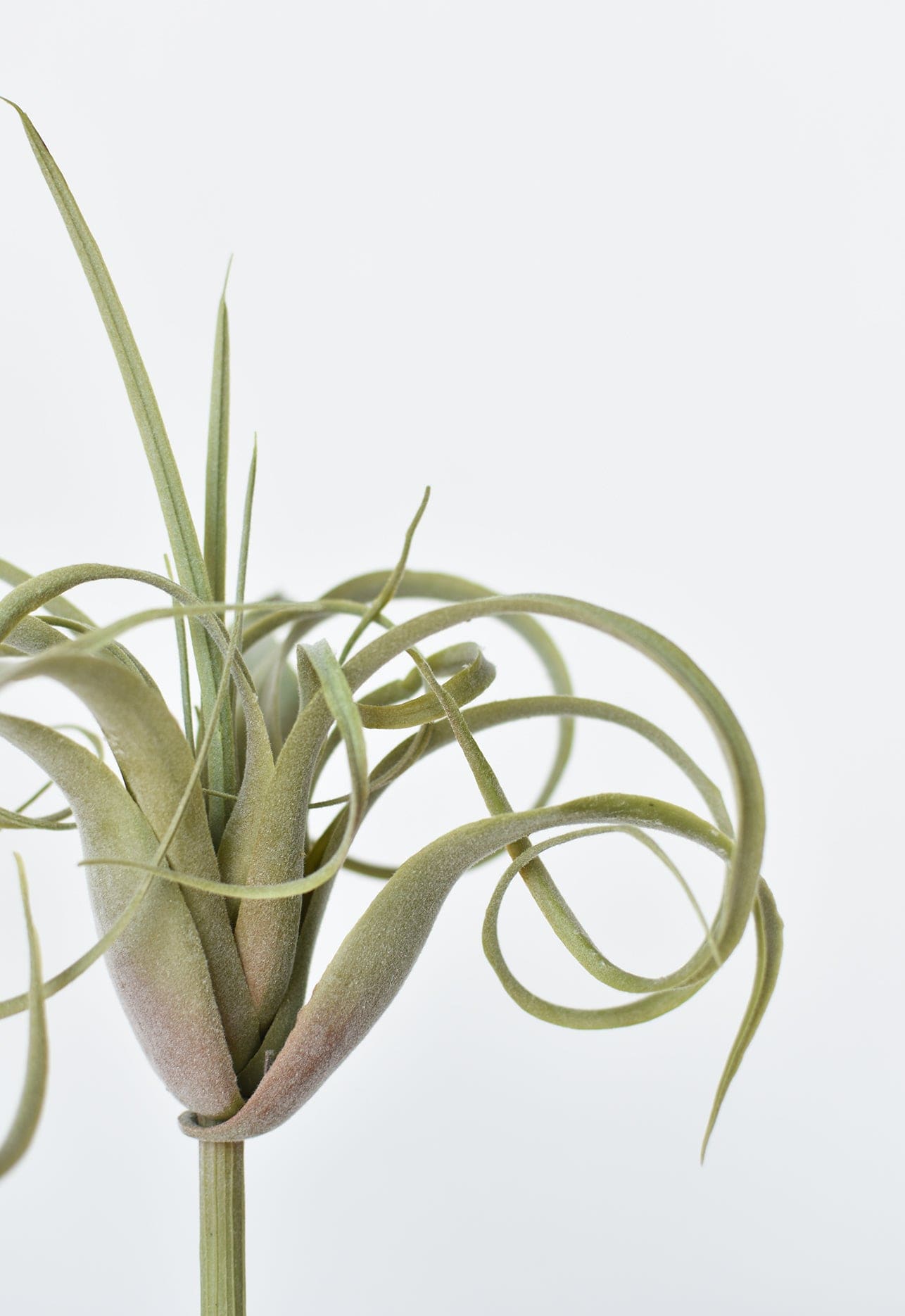 Tillandsia Succulent Pick, 8", Gray Green, Real Touch