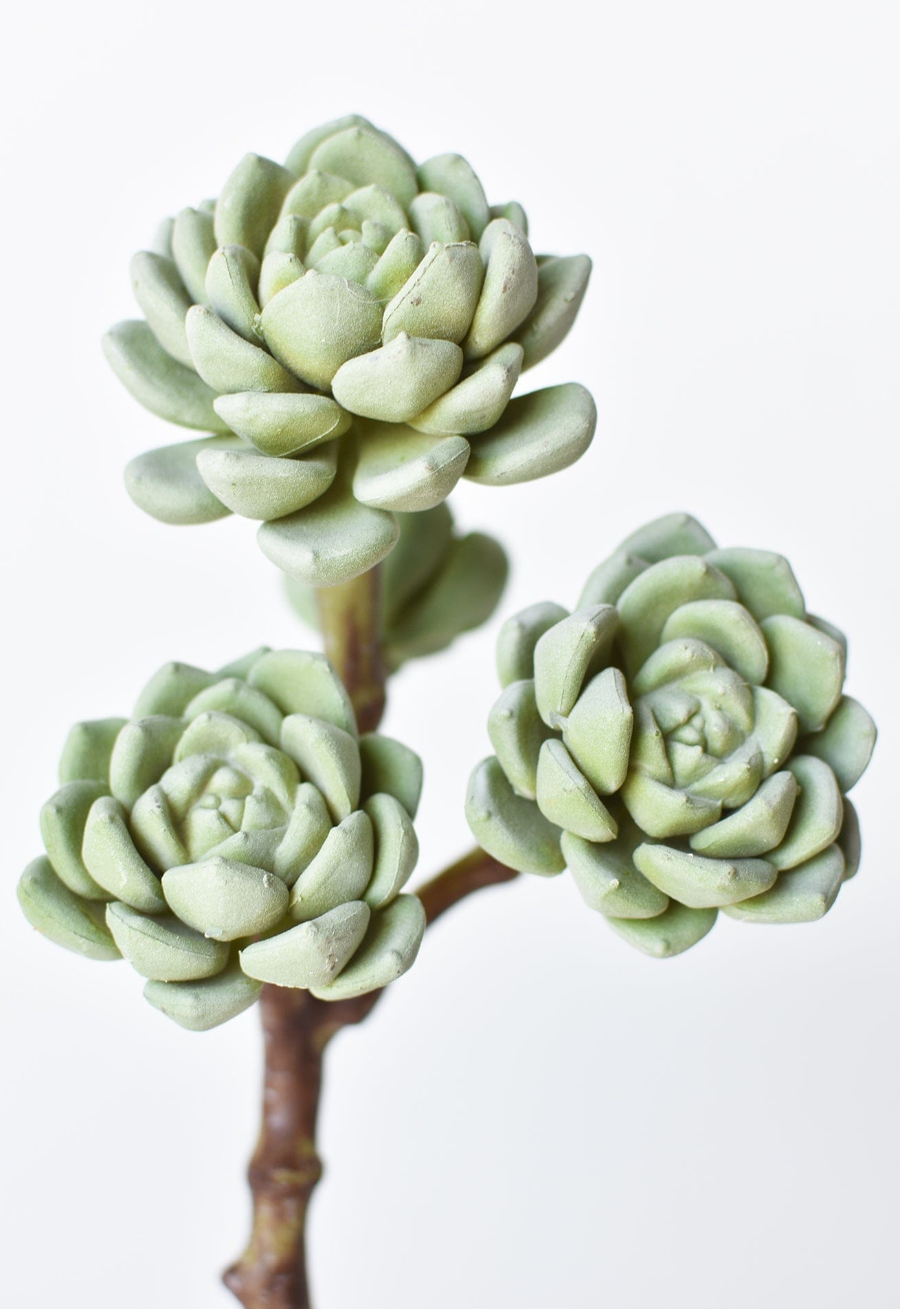 Hen & Chicks Succulent Stem, 10"