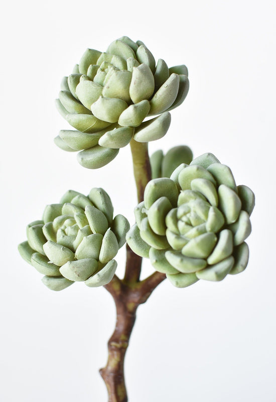 Hen & Chicks Succulent Stem, 10"