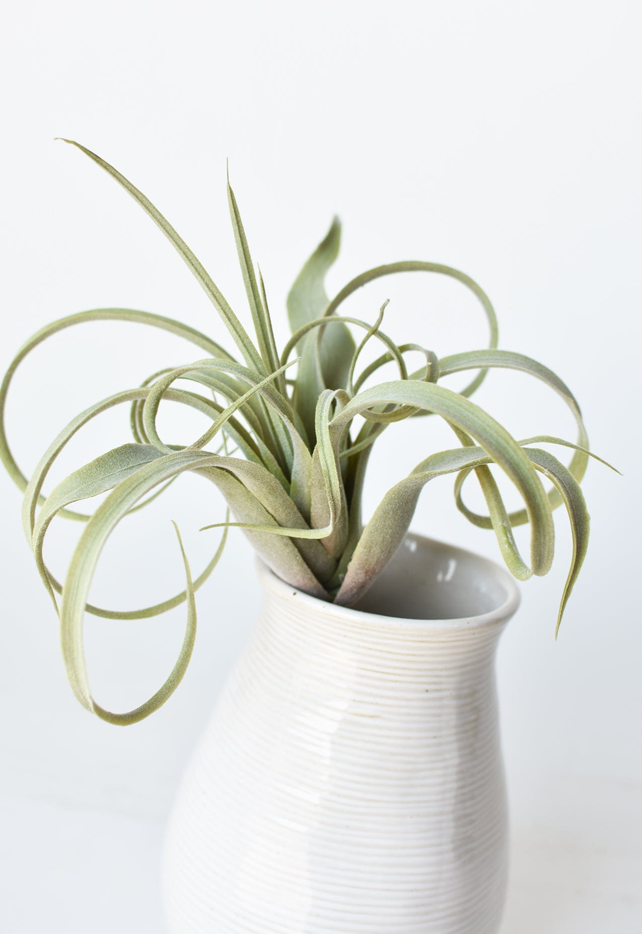 Tillandsia Succulent Pick, 8", Gray Green, Real Touch