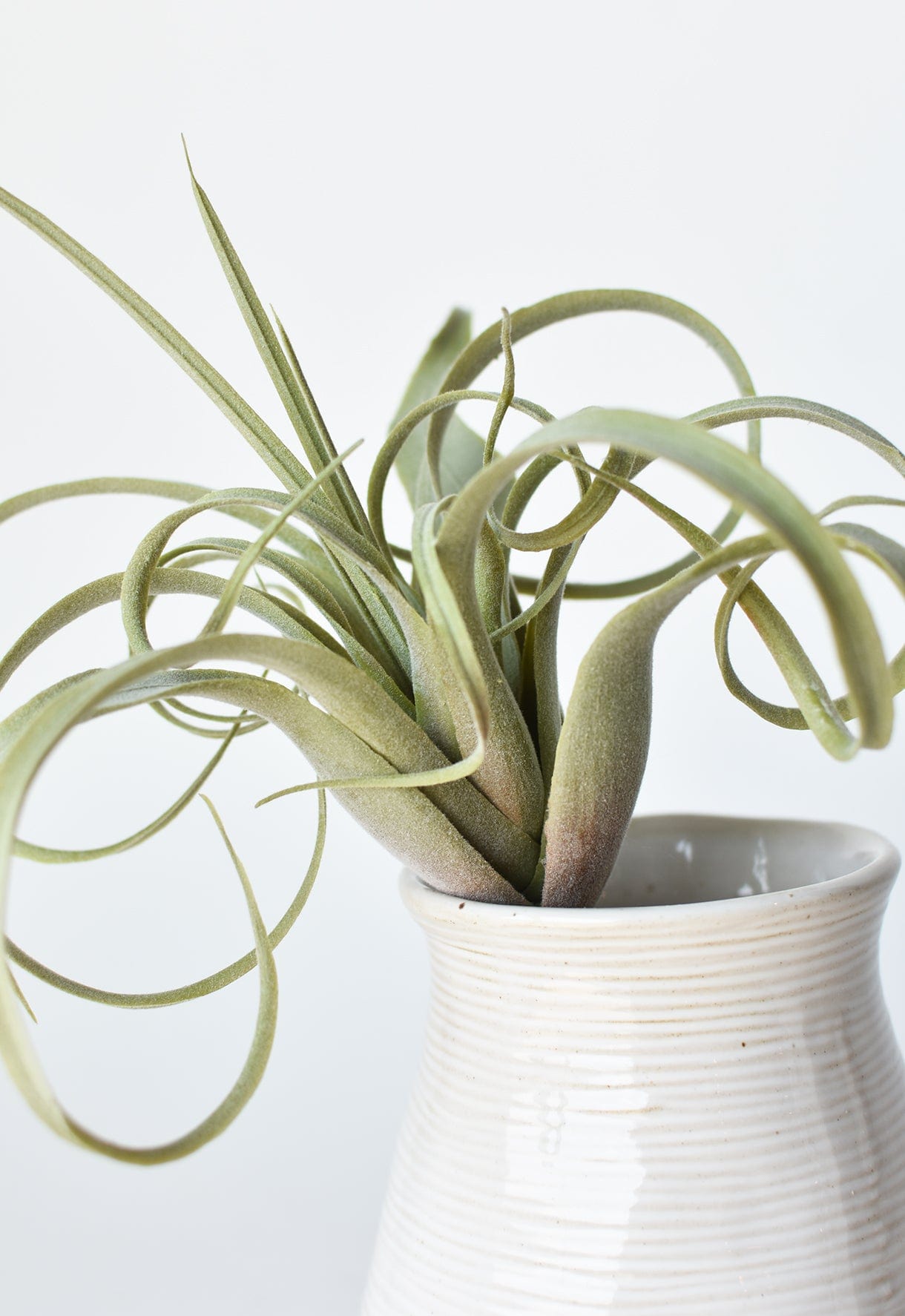 Tillandsia Succulent Pick, 8", Gray Green, Real Touch