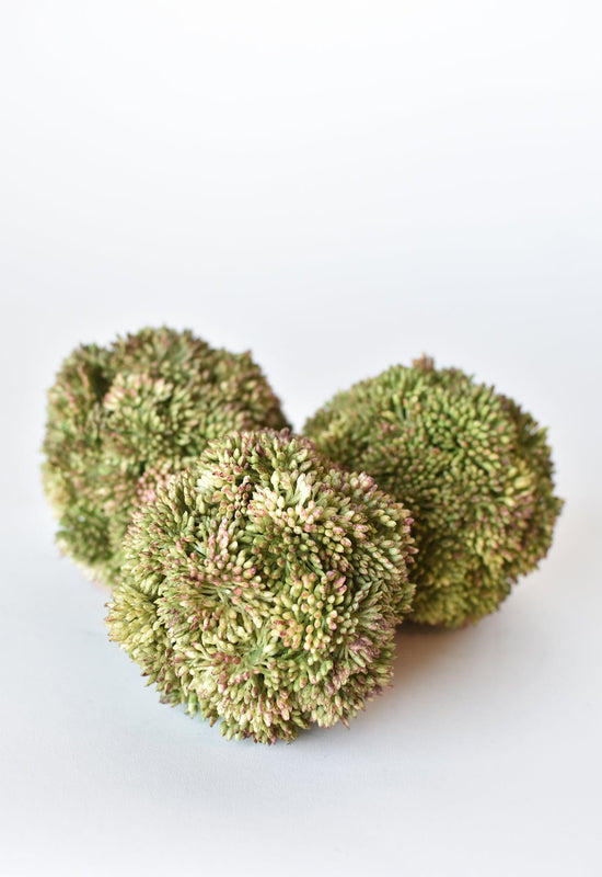 Sedum Ball, 4", Green