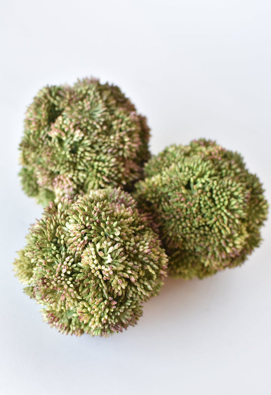 Sedum Ball, 4", Green