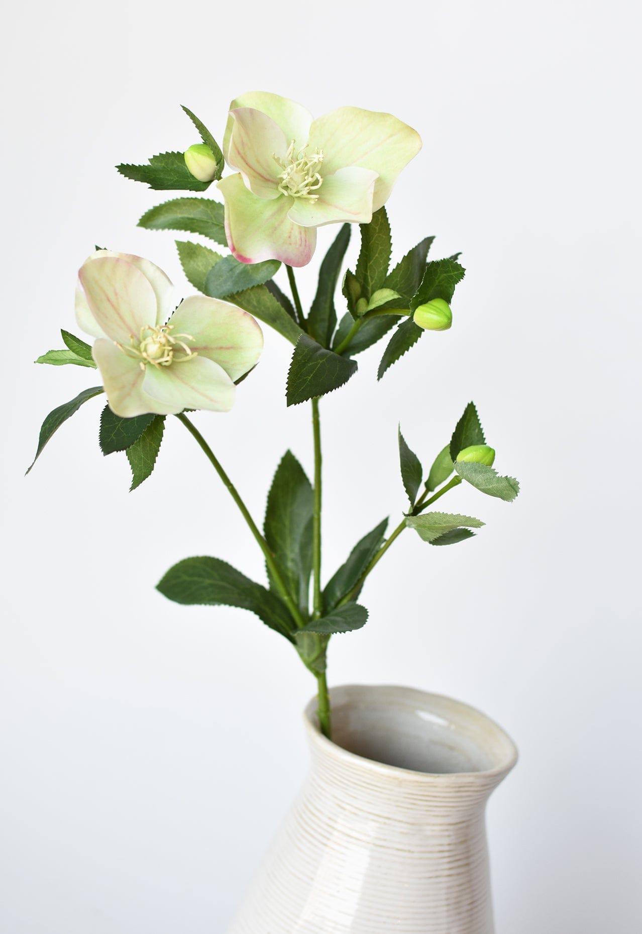 Helleborus Stem, 25", Green