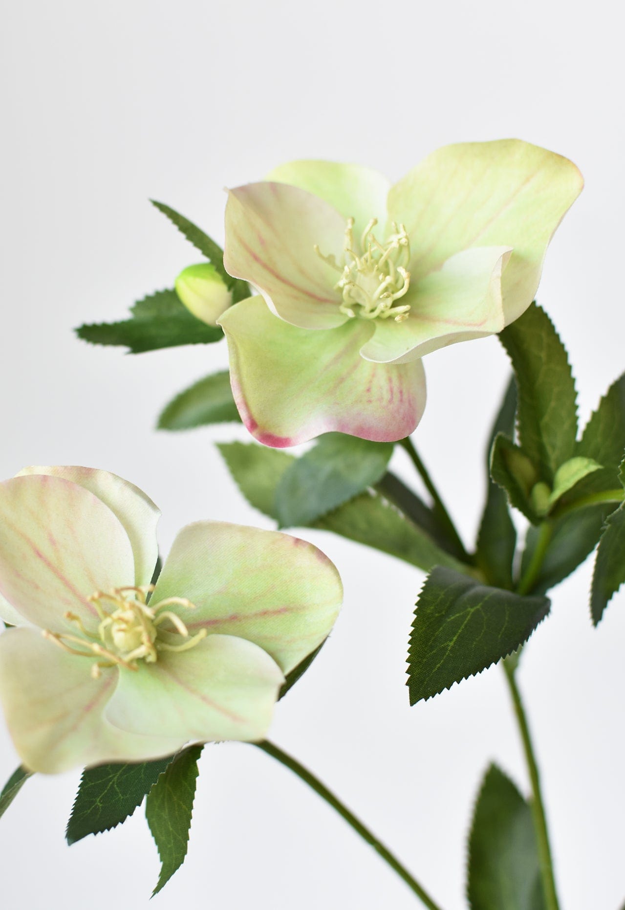 Helleborus Stem, 25", Green