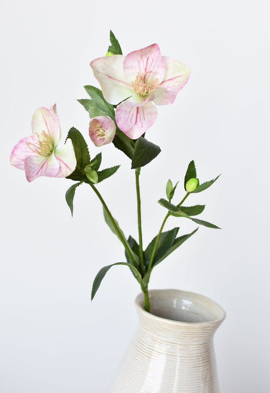 Helleborus Stem, 25", Pink & Green