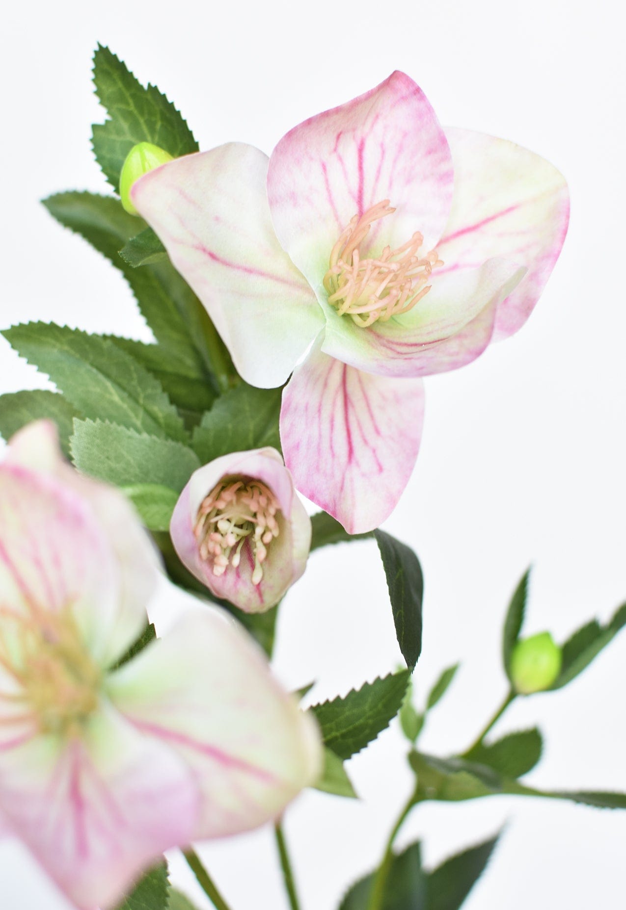 Helleborus Stem, 25", Pink & Green