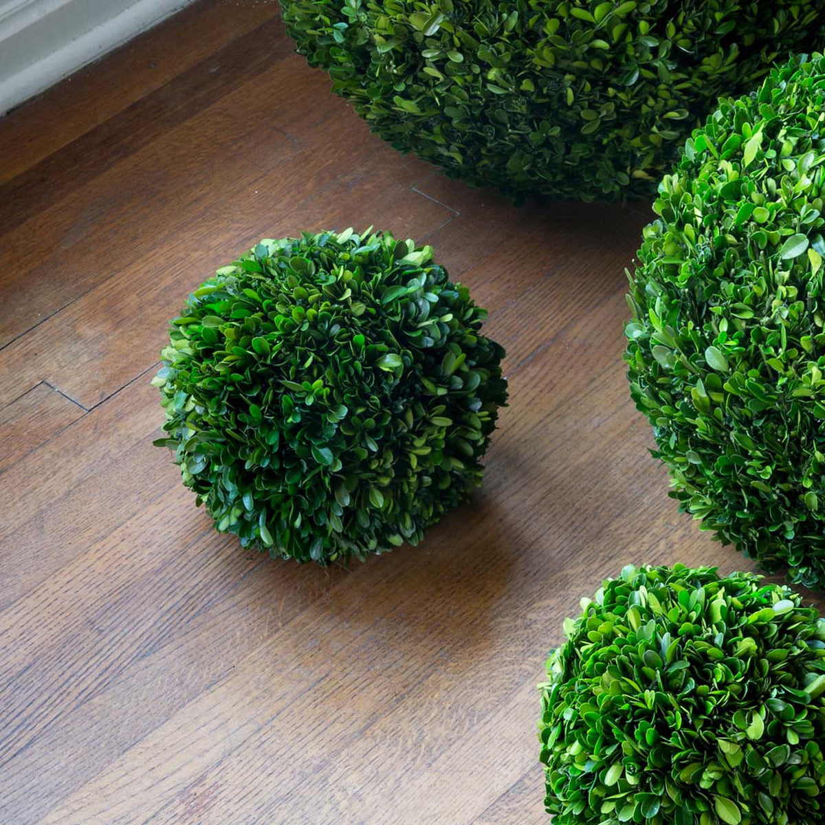 Preserved Boxwood Ball, 10"