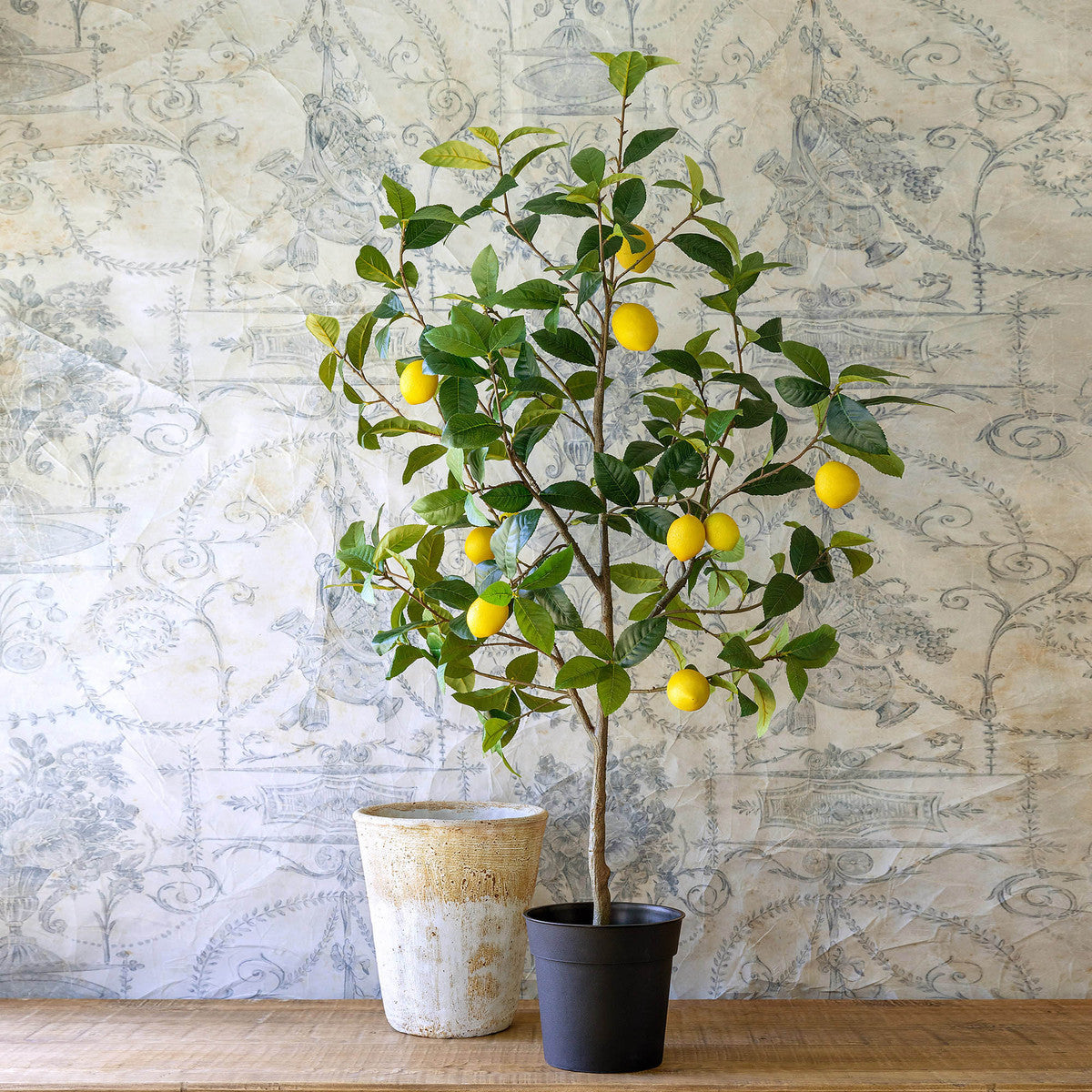 Lemon Tree in Plastic Pot