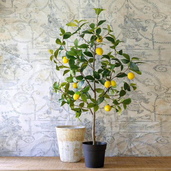 Lemon Tree in Plastic Pot