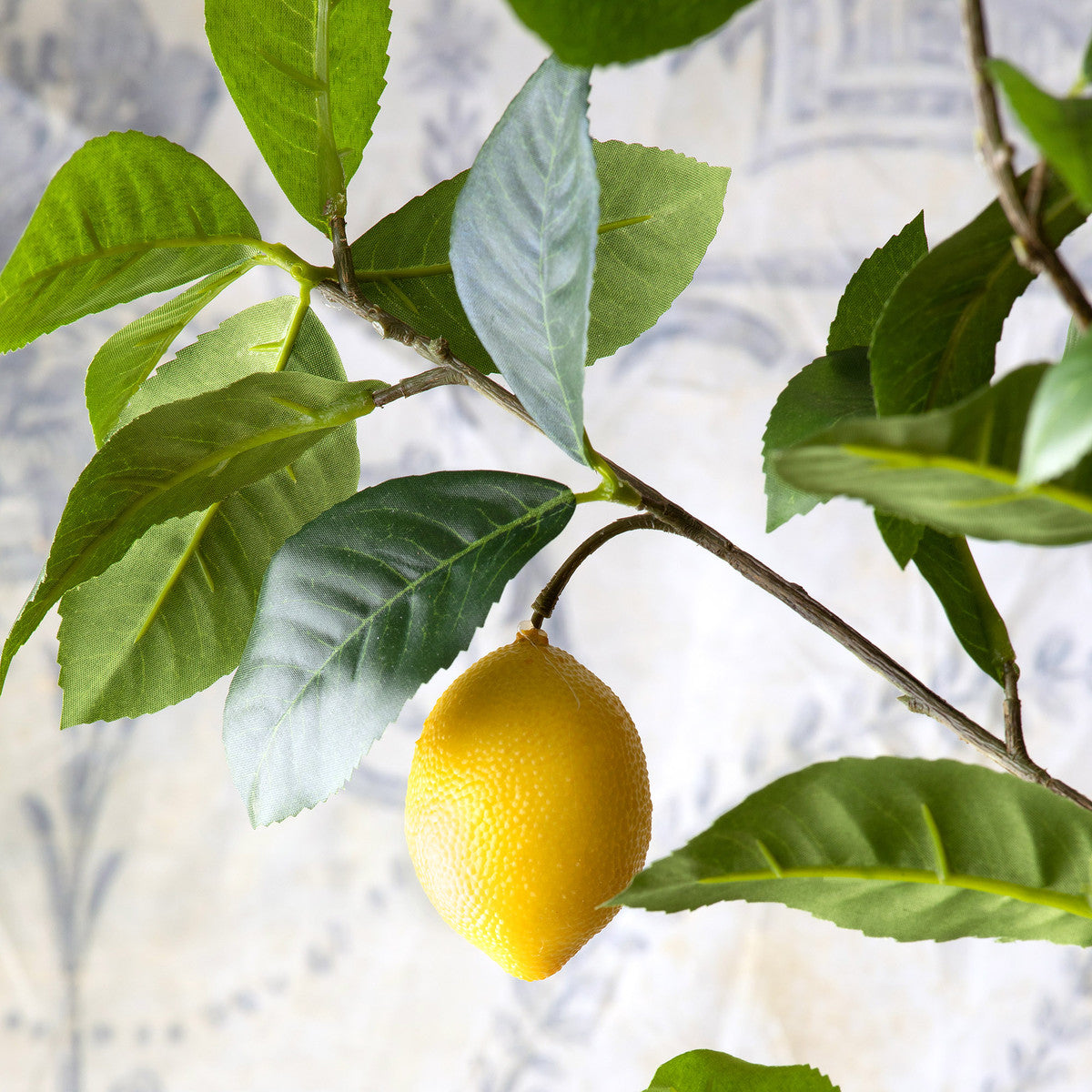 Lemon Tree in Plastic Pot