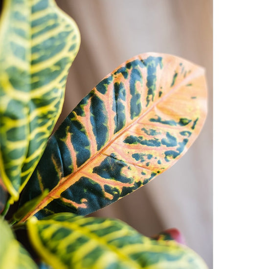 Large Leaf Artificial Croton Tree In Pot