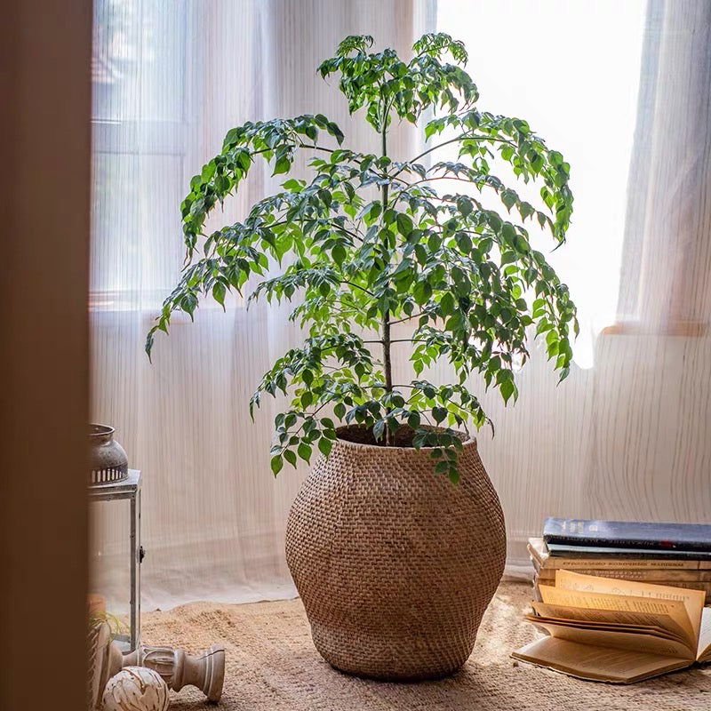 Large Basket Cement Pot Backyard Planter