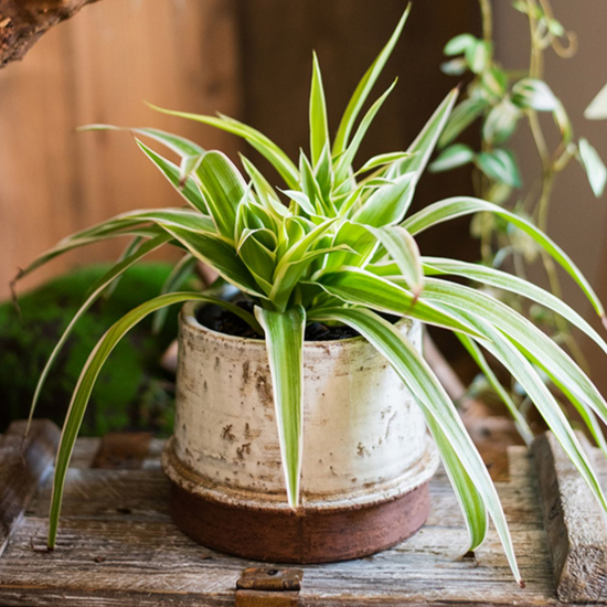 Restoration Ceramic Planter Vase