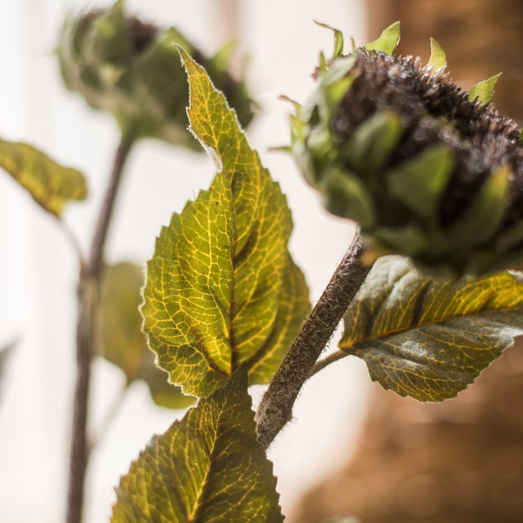 The Restoration Rustic Sunflower Stem