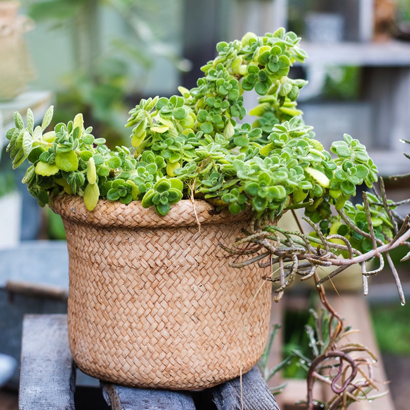 Straw Basket Style Concrete Planter